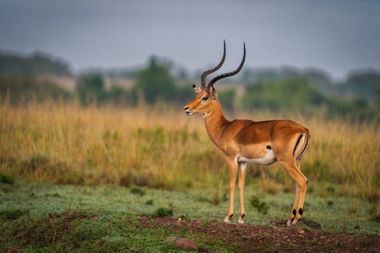 038 Masai Mara, impala.jpg